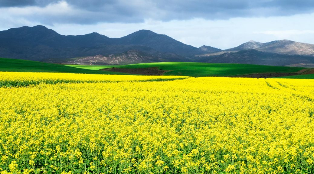 yellow flower field near green grass field