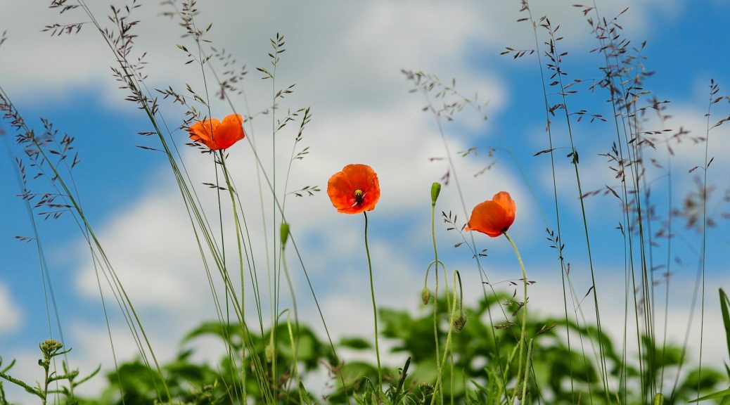 three orange flowers