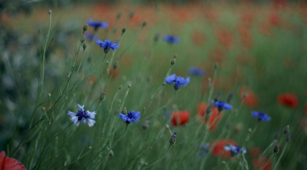 a field of red and blue flowers with a green grass