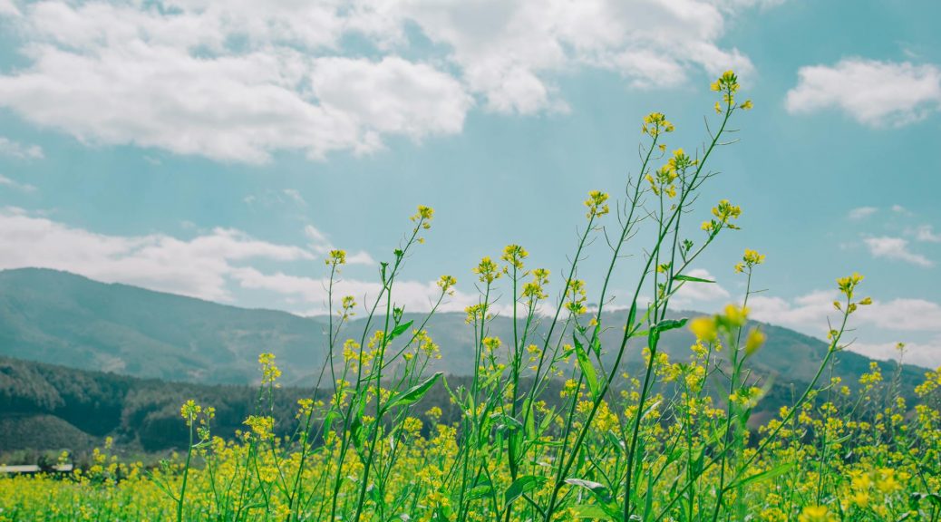 low angle photography of nature under cloudy sky