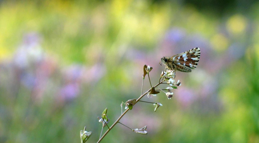 a small butterfly sitting on a flower in a field