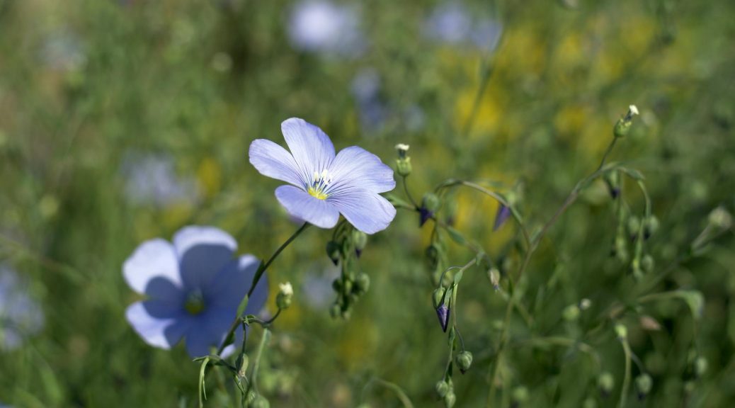 a blue flower in a field of green grass