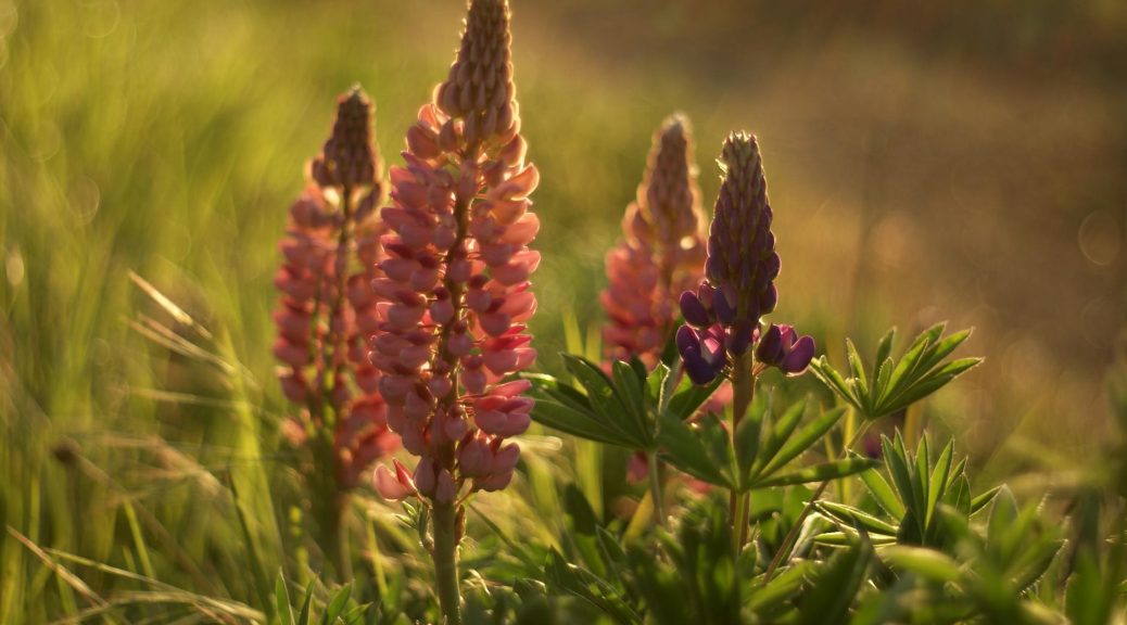 lupine flowers in the sun