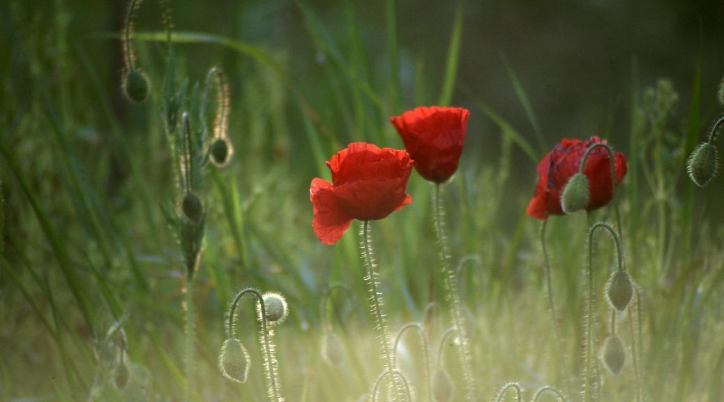 poppies in the grass by julie kennedy