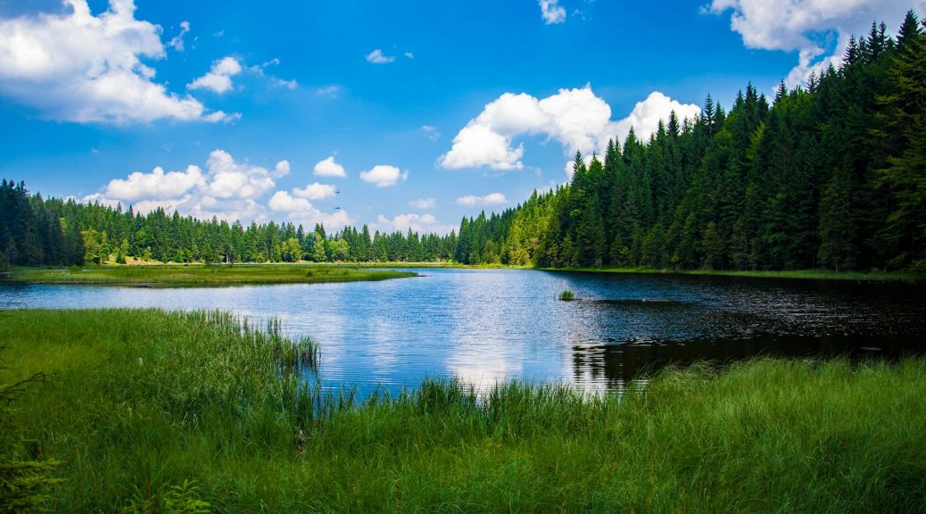 scenic view of lake in forest